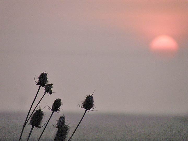 Prirodni, bodljikavi ukrasi II ...