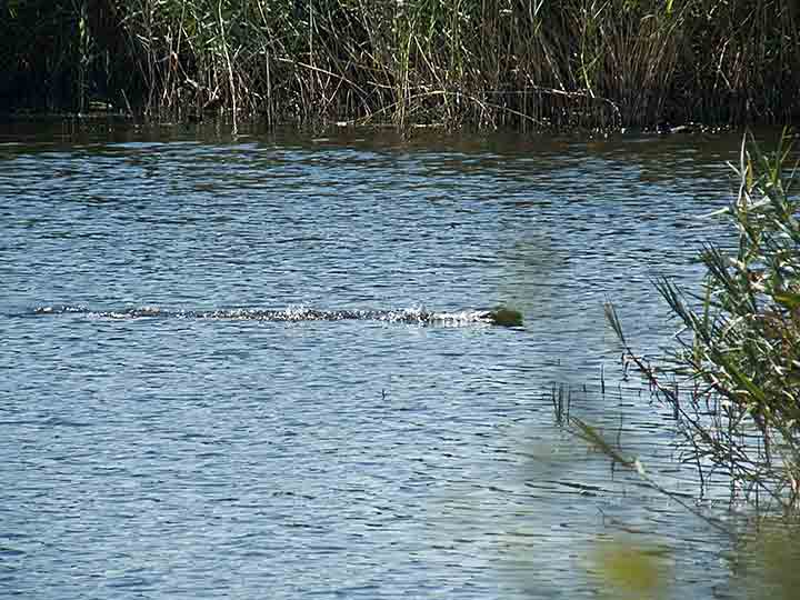 Čudovište iz NM-a !?!