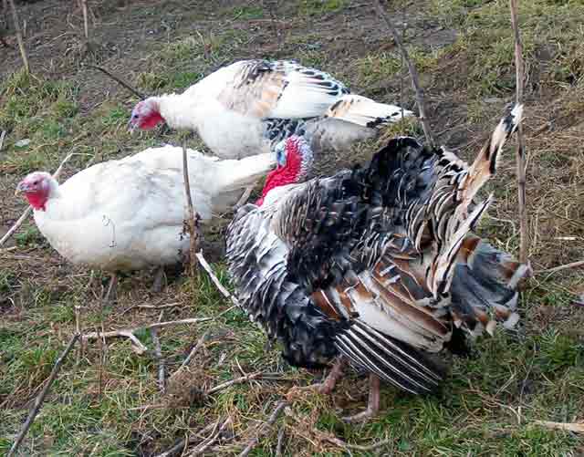 Ćuretina za kost...