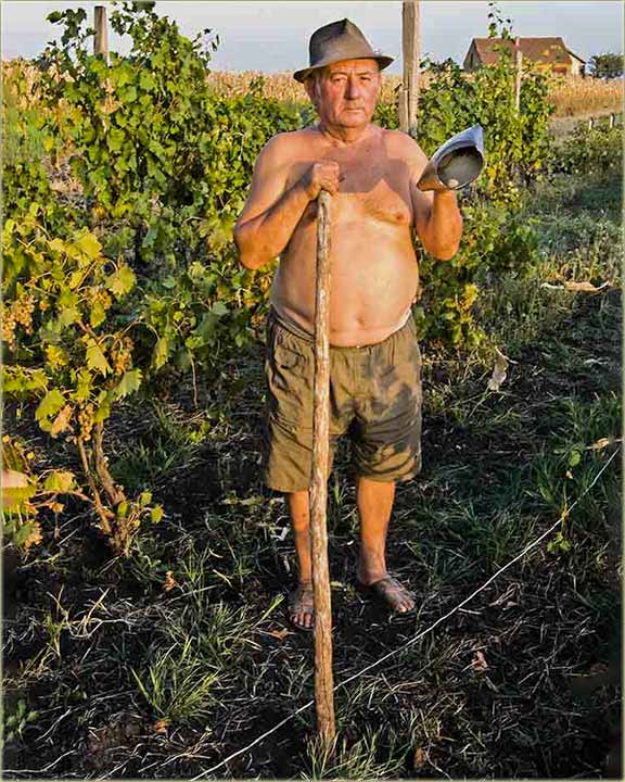 Čuvar vinograda ne(i)ma klepetušu !