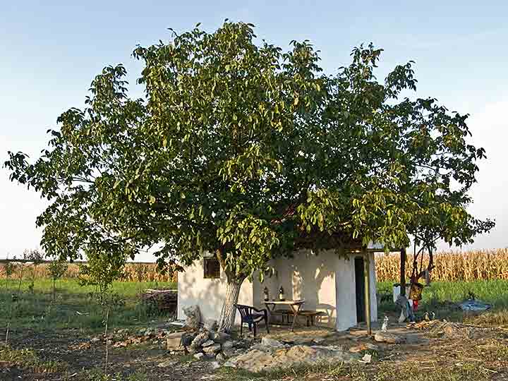 U NM vinograde grožđe već zri ...