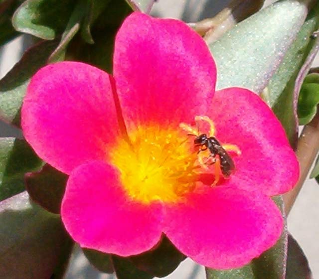 Srećan 8-mi mart...