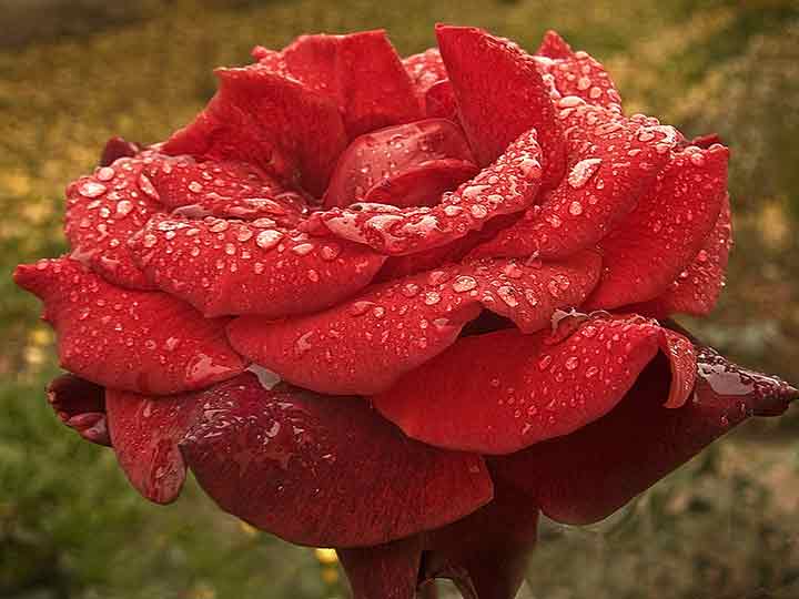 Cvećke uSlikate posla kiše ...