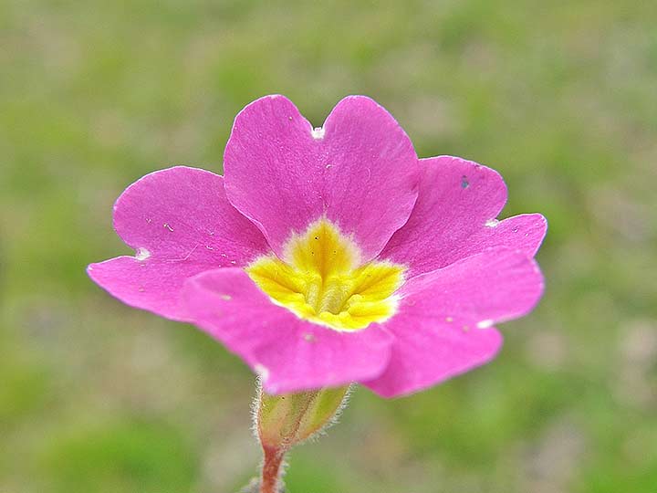 Cvet uVeličat, povodu 8-og marta...