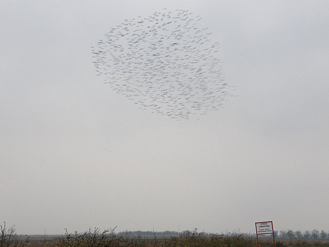 Kako čvorci slećedu naZemlju...