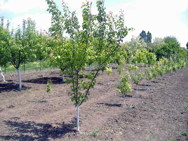 Napredne agro teknologije I...