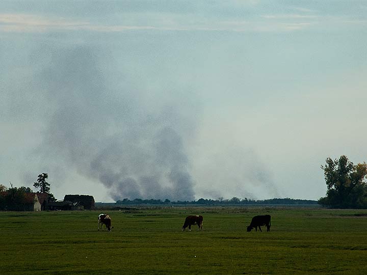 Paljevine po njivama I ...