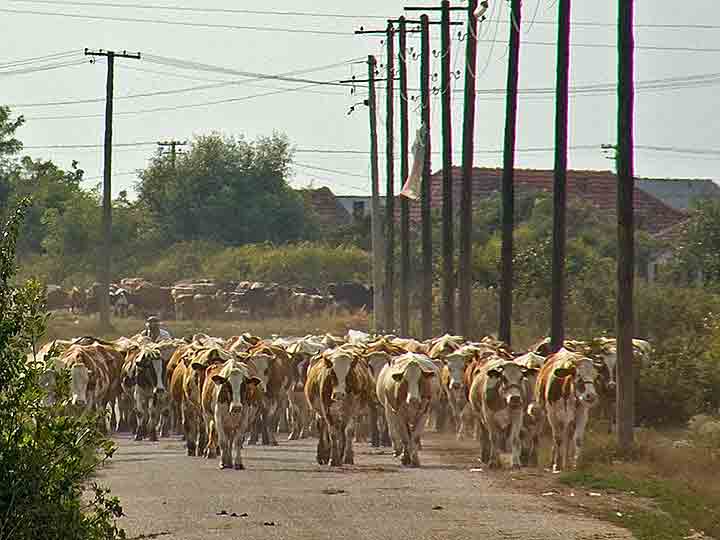 Doček krava sas Umčića...