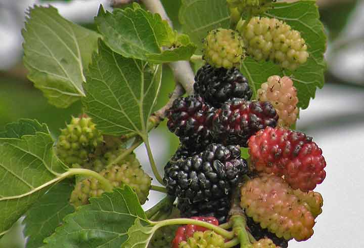 Dud je počo da zri ...