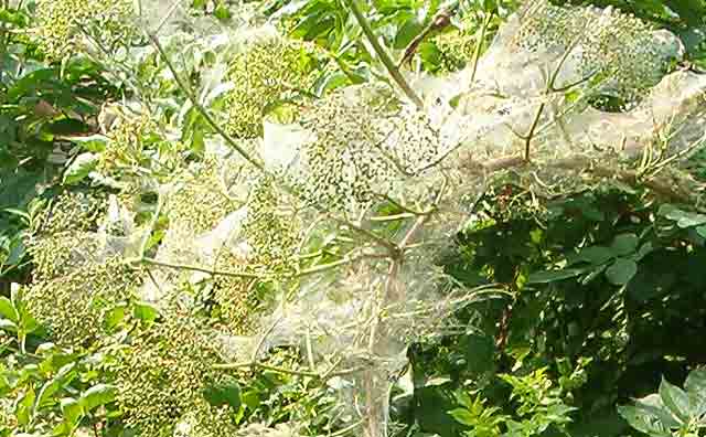 Subject: Dudovac na zovi ?