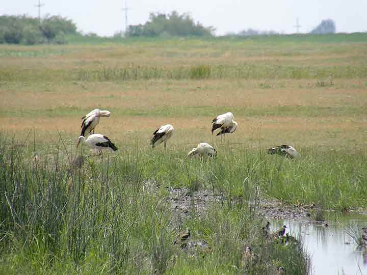 Foto roman izAtara...