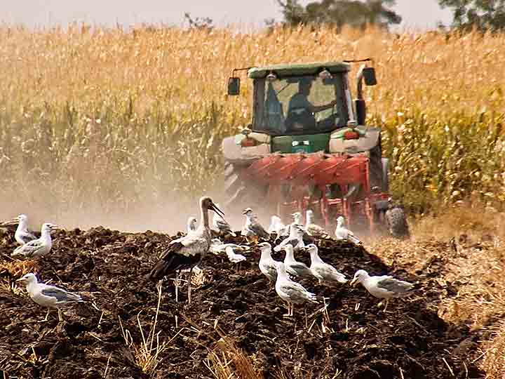Švedcki astal za rode i galebove...
