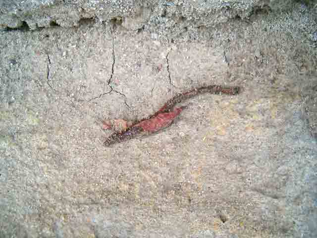 Kišna glista, a u januvaru...