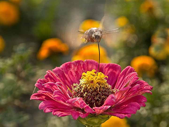 Sumračni leptir ...