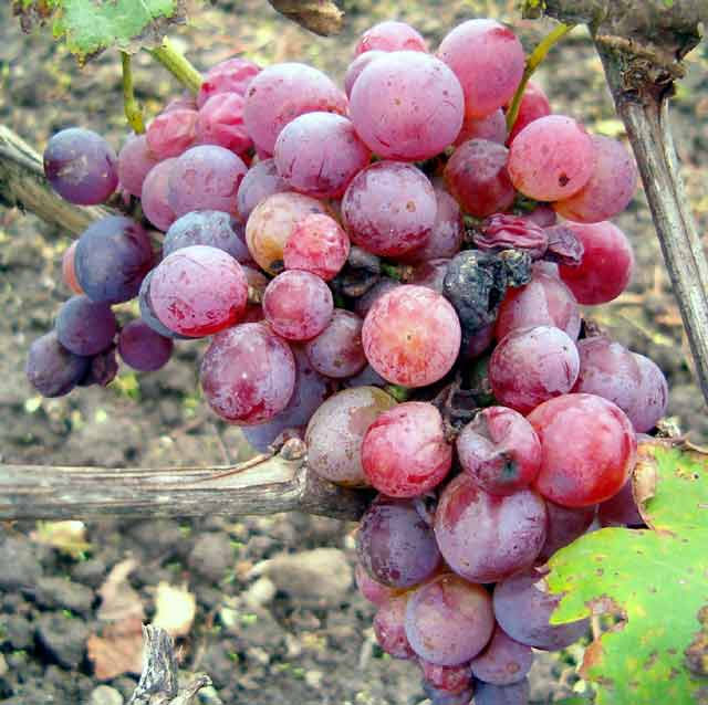 Berba grožđa 2005-te...