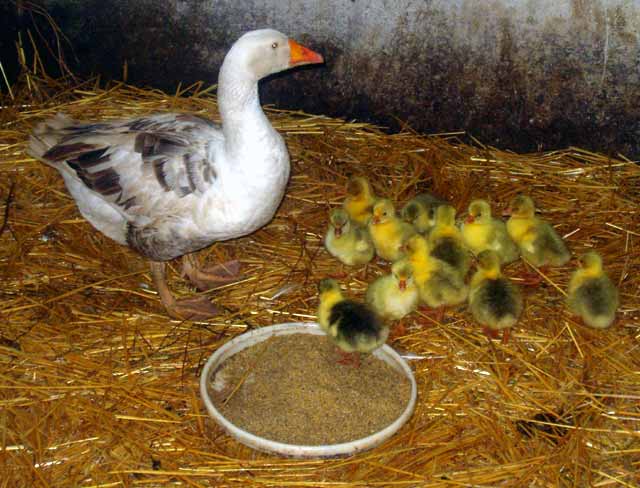 Al će to biti jato...