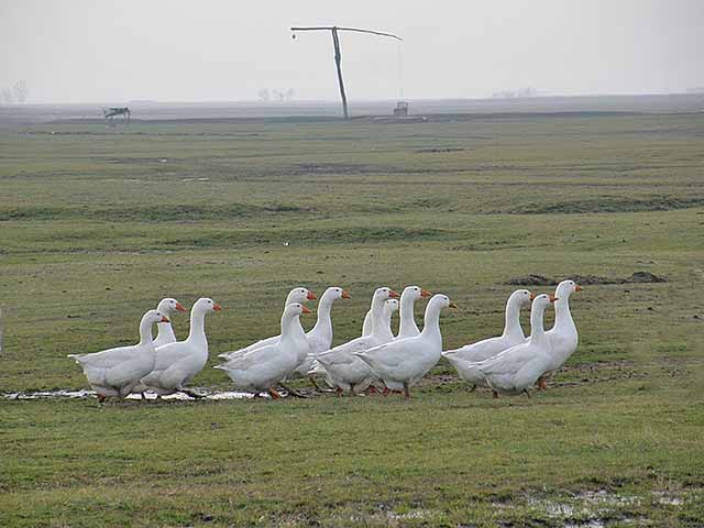 Slike izAtara - đeram, guske...