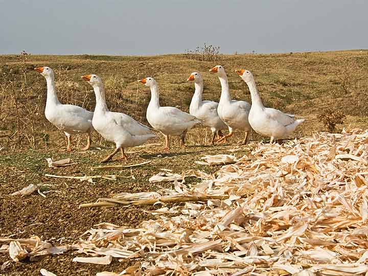 Spavanje po starinski ...