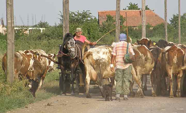 Unčićka savobraćajna gužva ...