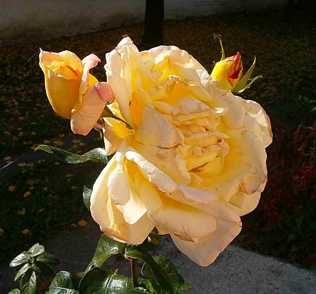 Lepa jesen u Miloševo...