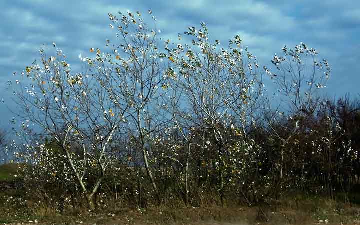 Opalo lišće, a brez mraza ...
