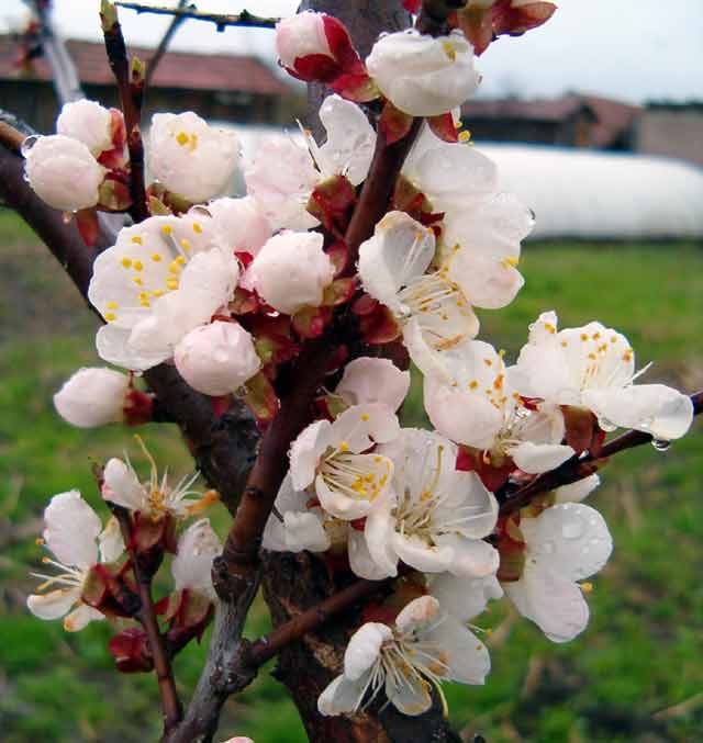 Kajsila 04.04.2006-te...