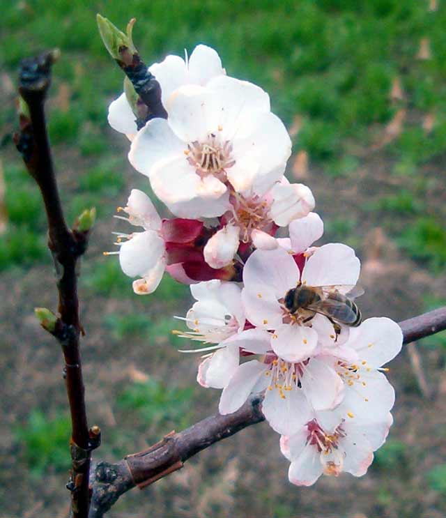 Procvetale su kajsije...