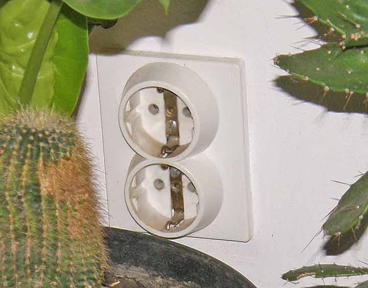 Prirodni, bodljikavi ukrasi I ...