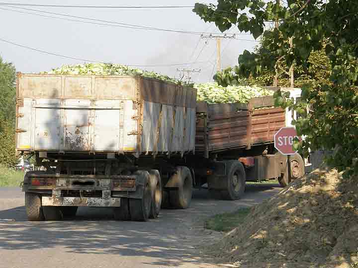 Pun kamijon šećerca ...