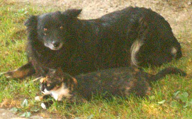 Kerovi, mačke, mišovi...