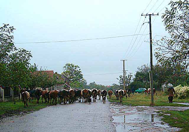 Kravar pod širmom...