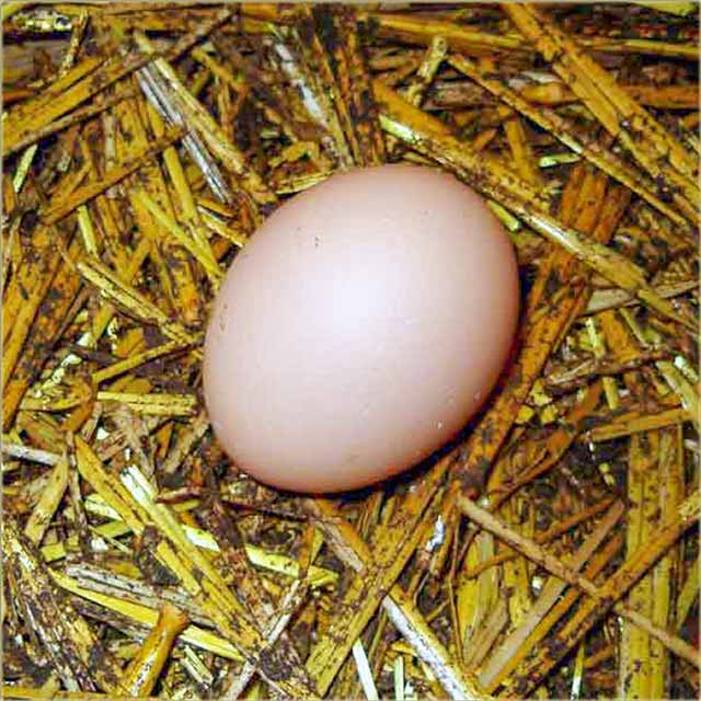 Kokošija jaja...