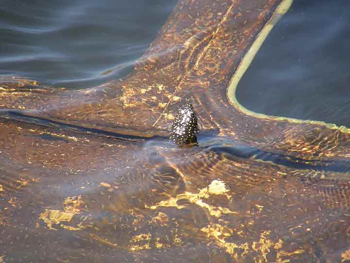 Stanovnik NM veštačkog jezera ...