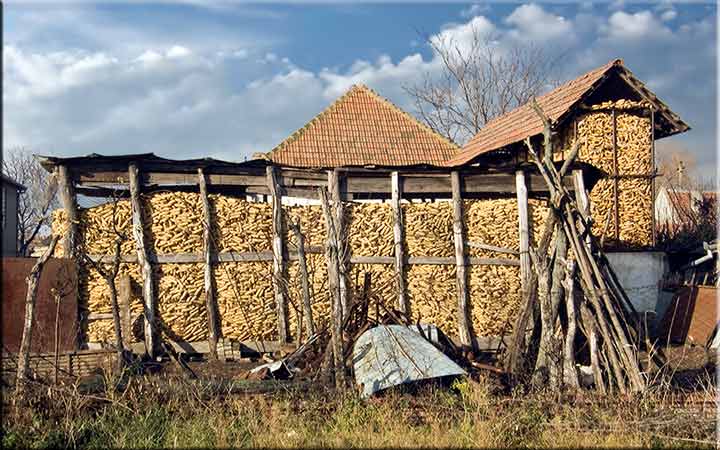 Kotarke kukuruza ...