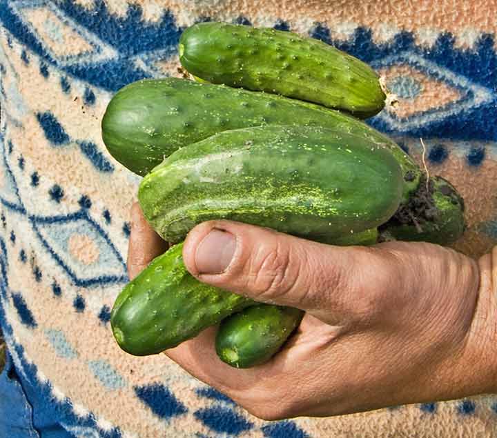 Krastavci - Kalifornijska dolina...