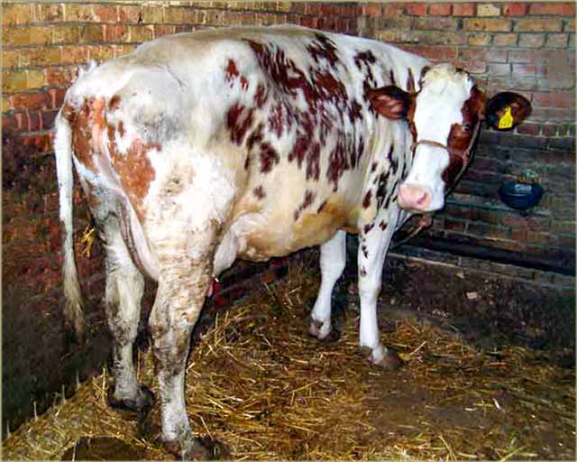 Najveća Laloška želja...