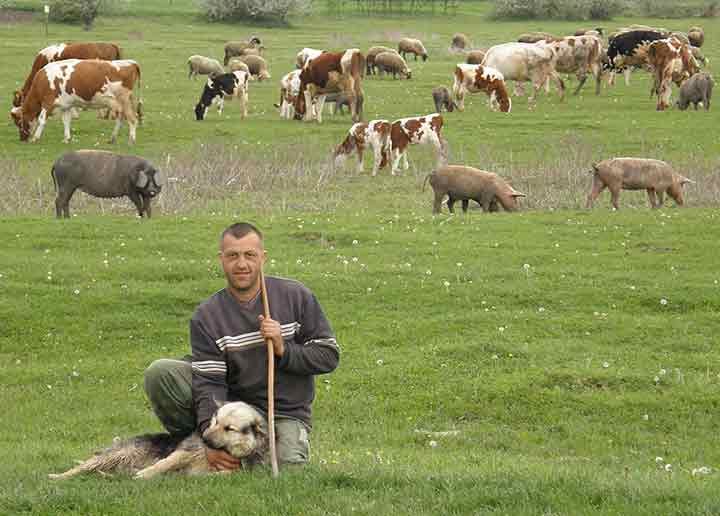 Čija li je koja slika ?