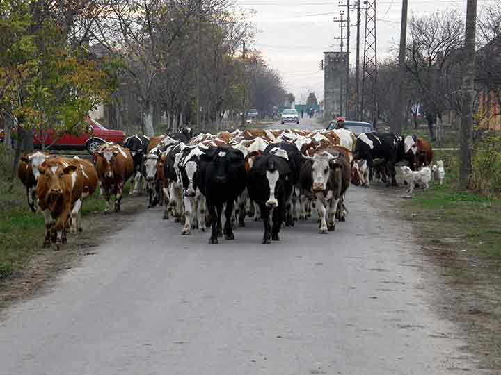 Krave još uvek idedu na ispašu ...