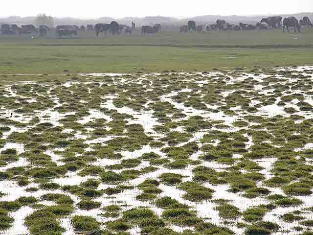 Slike izAtara - kopovo...