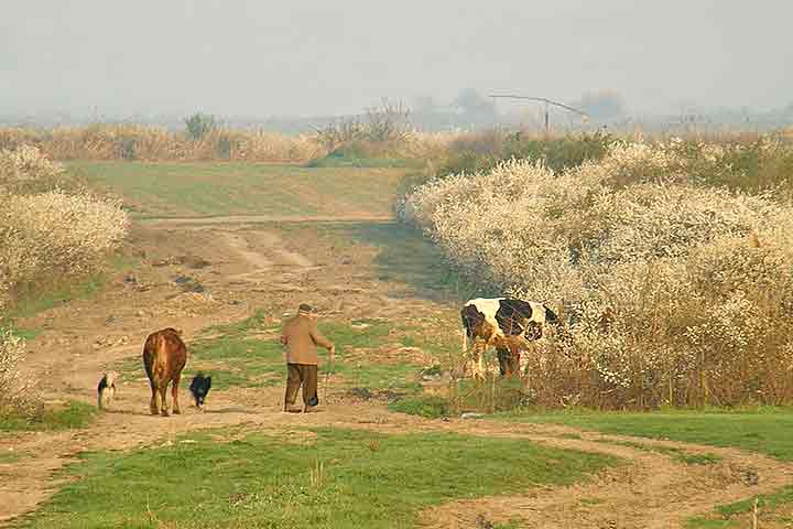 Krenule krave uAtar...