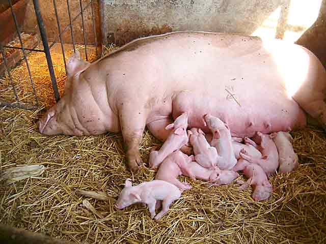 Kolko ti je krmača oPrasila ?