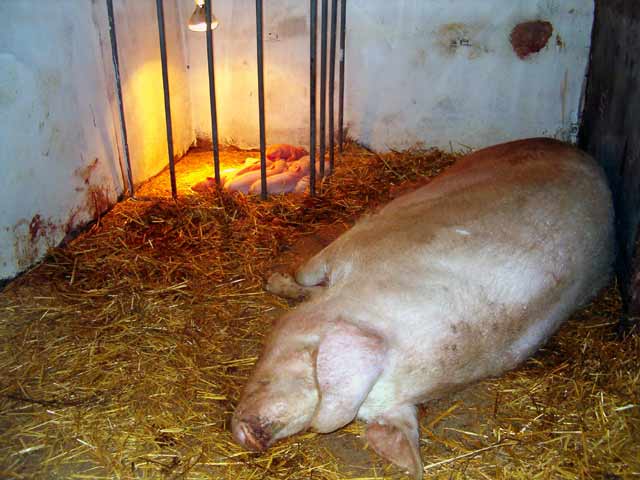 Krmača i 10 prasića...