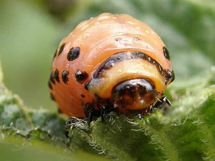 Imal buba u krompir ?