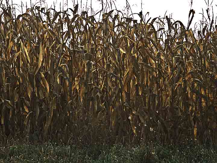 Paljevine po njivama II ...