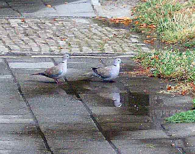 Kumrije posla kiše...