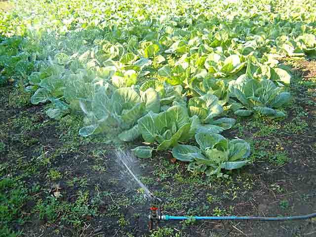 Kupus rasti, uz zalivanje...