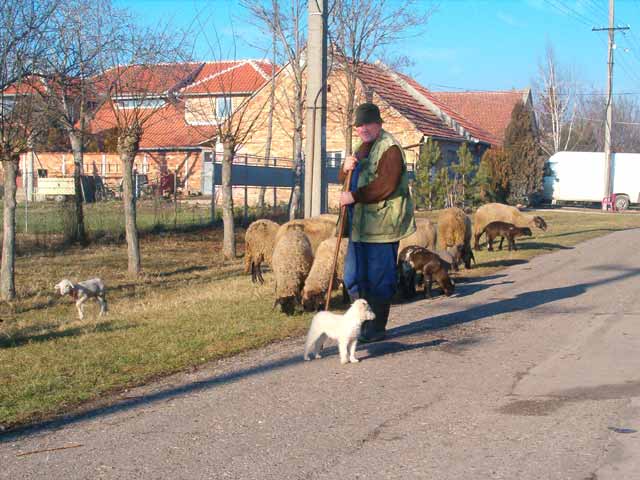 100 ovaca, 200 jaganjaca...