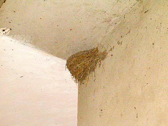 Lastčije gjnizdo...