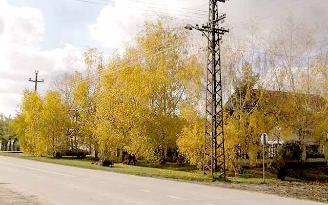 Breze uJesen, a na sokak...