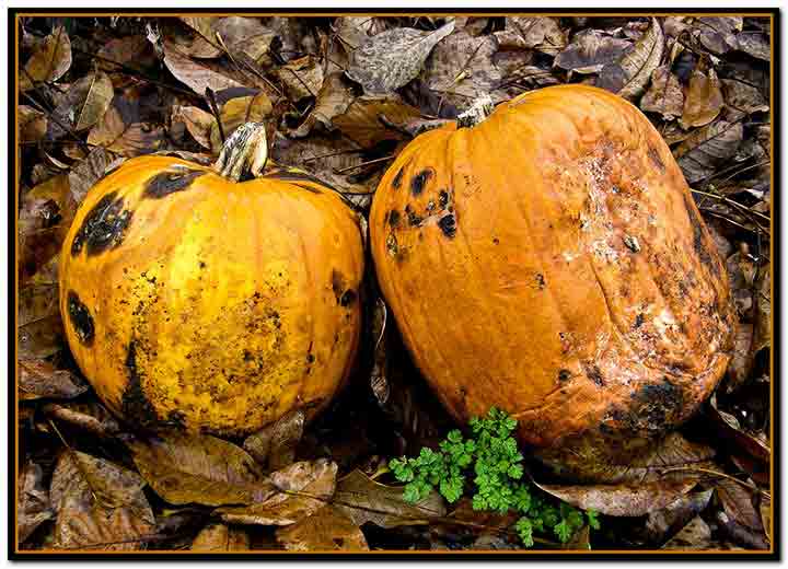 Dve ludaje i zelen...